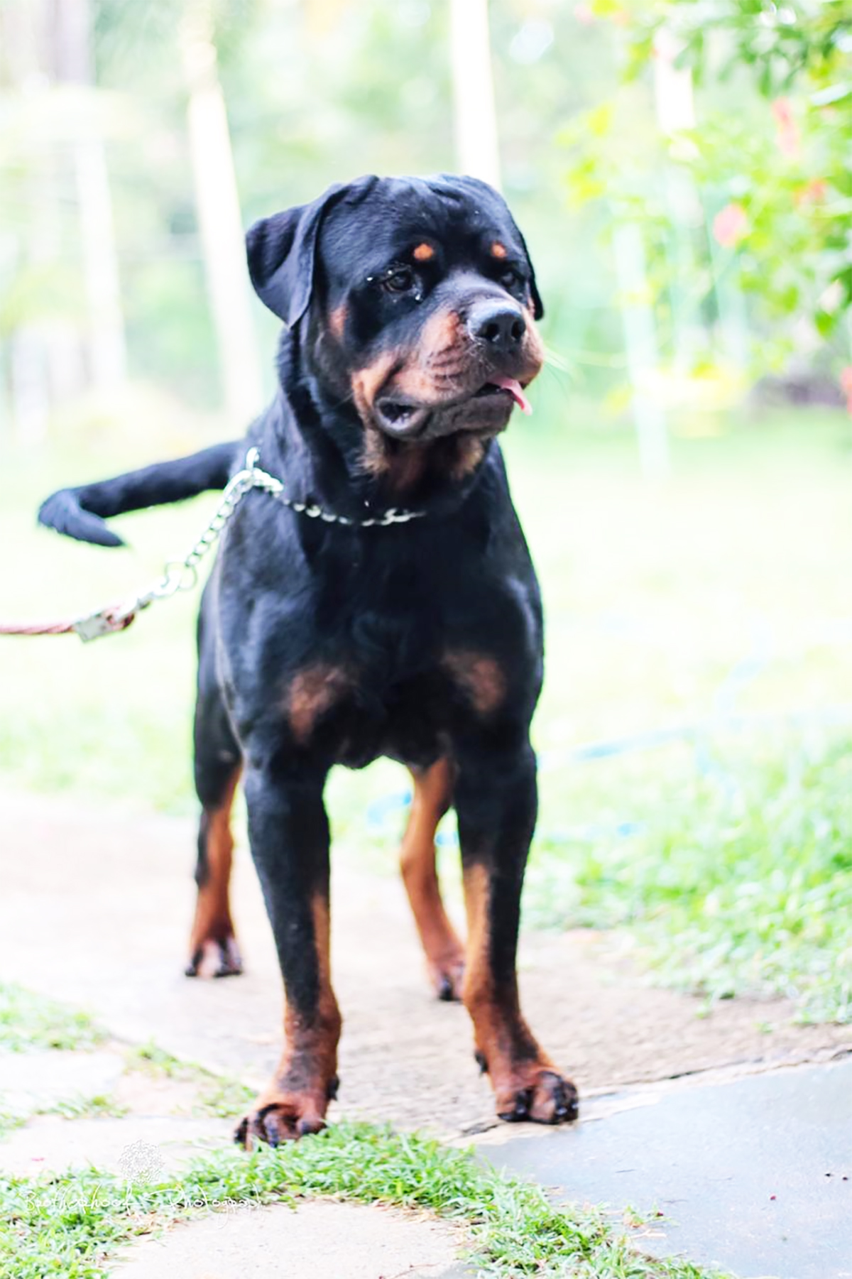 Price Of Rottweiler In Sri Lanka